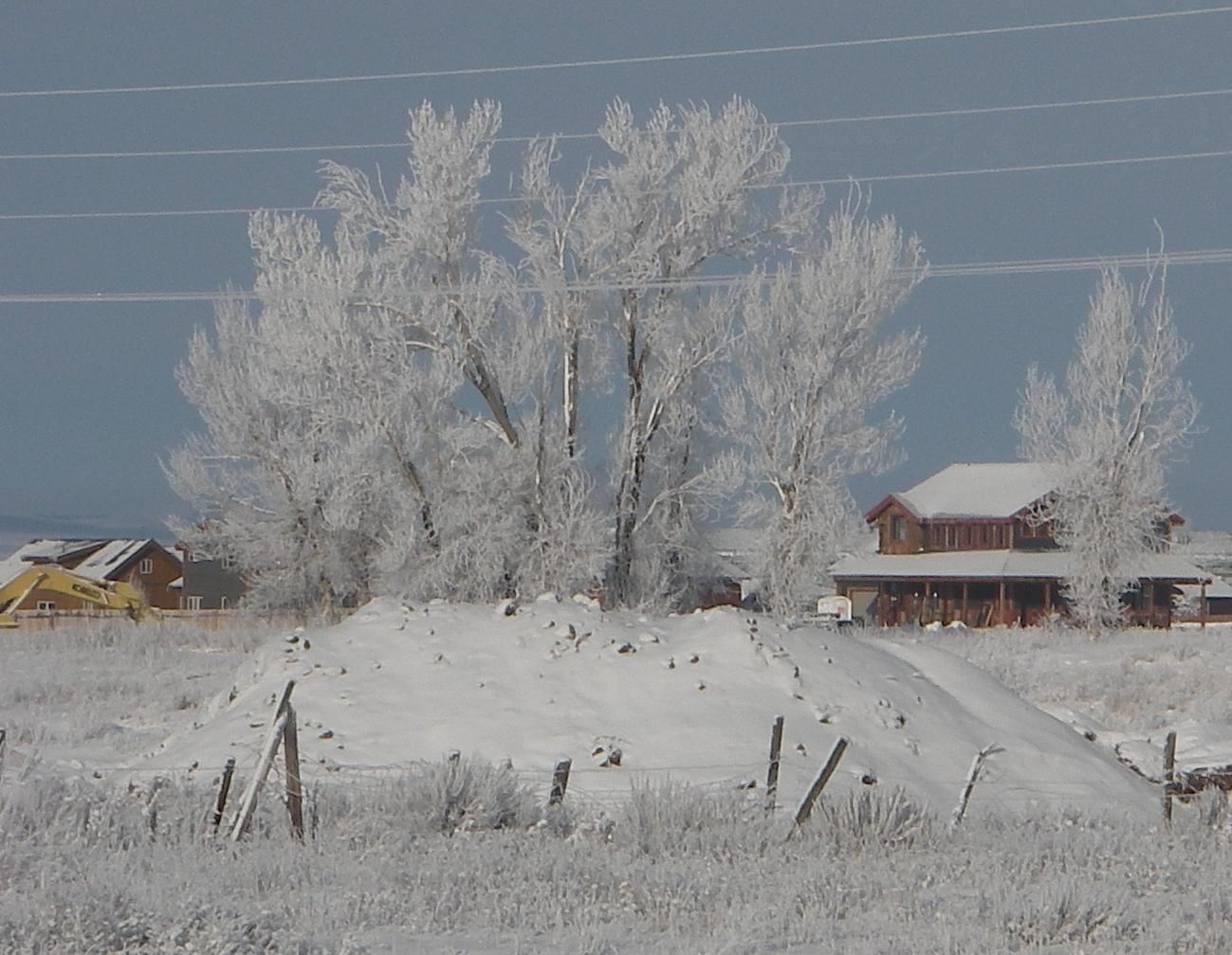 Tree and Lines Frosted